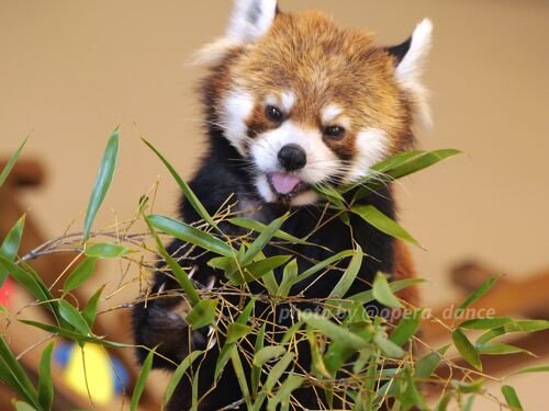 🦁 히타치시 카미네 동물원 이미지 1